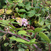 34 Small Heath on a Blackberry flower
