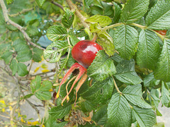 gdn / wpd[21] - red berry [R.rugosa]