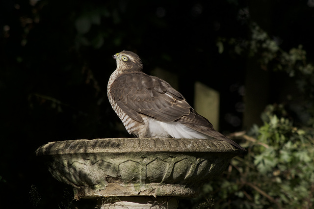 Sparrowhawk on the birdbath