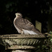 Sparrowhawk on the birdbath