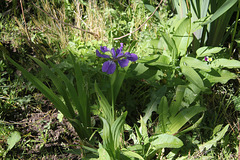 Iris tectorum forme géante (3)