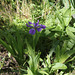 Iris tectorum forme géante (3)