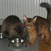 Milly & Ivanhoe sharing the dish