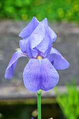 BVESANCON: Une fleur d'Iris (3).