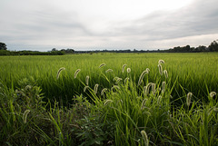 Foxtails and rice fields