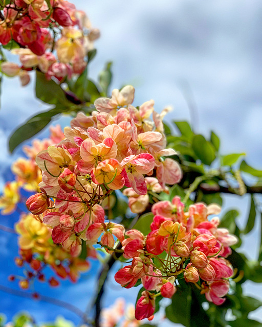 flowering tree - Hawaii Kai