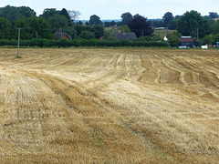 Field of Gold - 22 August 2021