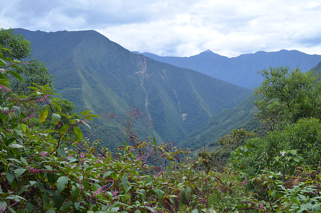Bolivia, North Yungas Road (Death Road), Thickets on the Slopes of the Canyon