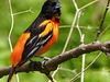 Day 4, Baltimore Oriole, The Tip, Point Pelee