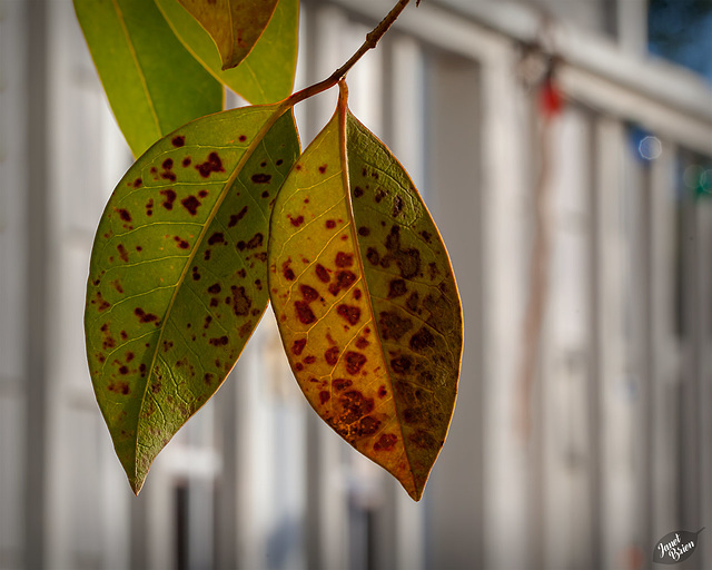 Pictures for Pam, Day 77: HFF: Mottled Pair