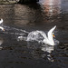 Two Swans Fighting