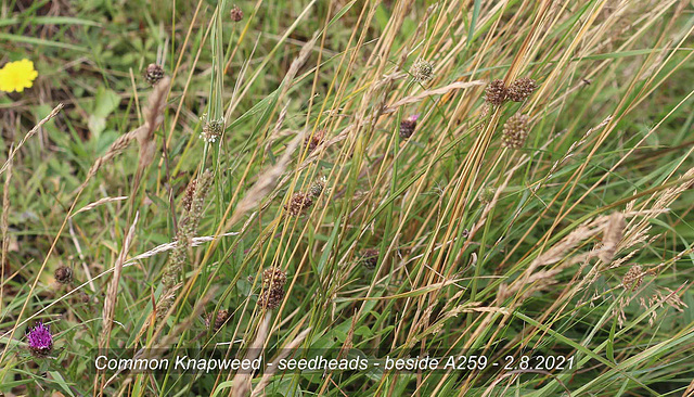37 Common Knapweed seed heads Bishopstone 2 8 2021
