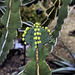 Euphorbia fortissima – Desert House, Princess of Wales Conservatory, Kew Gardens, Richmond upon Thames, London, England