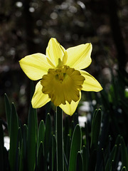 Daffodil in the sunshine