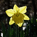 Daffodil in the sunshine