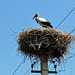 electric nest