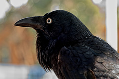 Australian Raven portrait