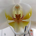 Orchidée...