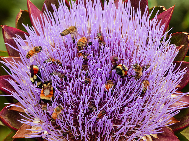Artichoke flower with different bee species