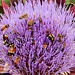 Artichoke flower with different bee species