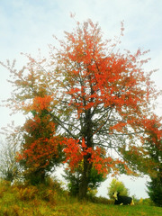 Jesenje boje