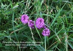 42 Pyramidal Orchid Bishopstone 2 8 2021