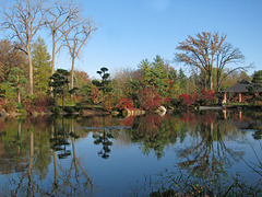 Japanese Pond Reflections
