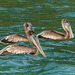 Brown Pelicans, Blue Waters Inn, Tobago
