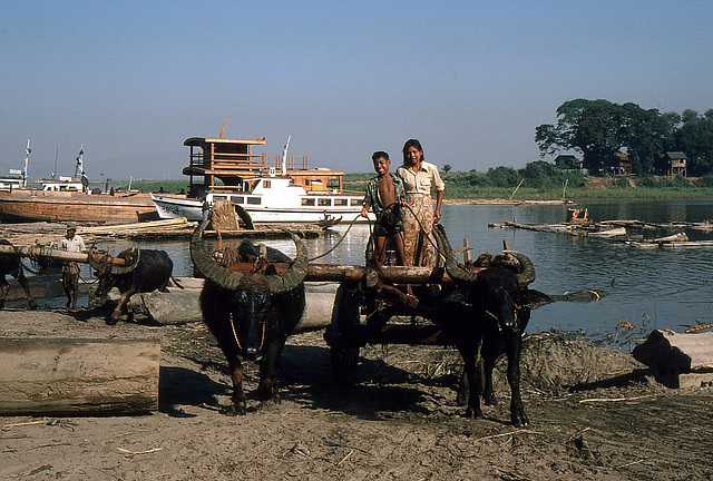 Holzabtransport am Fluss Irrawady bei Myingyan