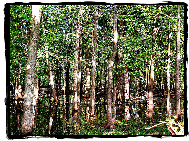 Crossing the swamp Crossing the swamp