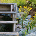 Goldenrod Stairs, on the rocks ...