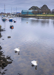 2 Swans on the River Leven
