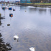 2 Swans on the River Leven
