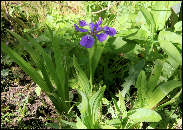 Iris tectorum forme géante (5)