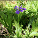 Iris tectorum forme géante (5)