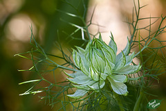 64/366: Love in a Mist