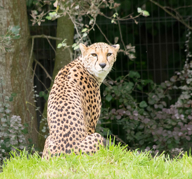 Cheetah (5)