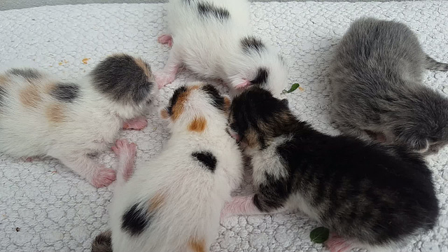 piccoli gattini appena nati, due giorni di vita