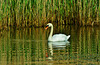 Swan and Reeds. Killingworth Lake