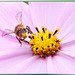 Übermütige Biene... ©UdoSm