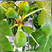 Fig tree in the Allgäu... ©UdoSm