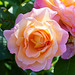 Lachsfarbene Rose