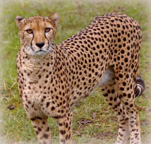 Cheetah (7)