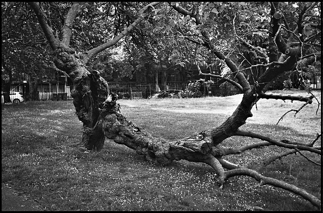 Split trunk, mulberry tree. SW9.