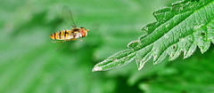 Hovering Hoverfly