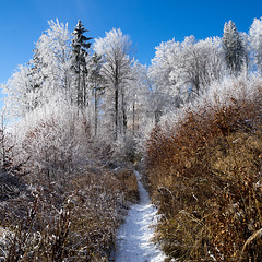 winter_walk