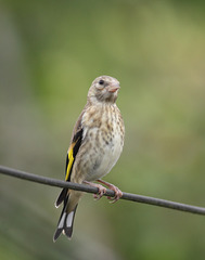 Goldfinch (Carduelis carduelis), juvenile