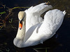 TSC.  The  Swan