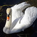 TSC.  The  Swan