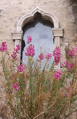 Cviće na ponistri - Floroj antaux fenestro